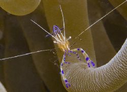 Pederson Cleaner Shrimp emerging from an anenome. by Dr Evil 